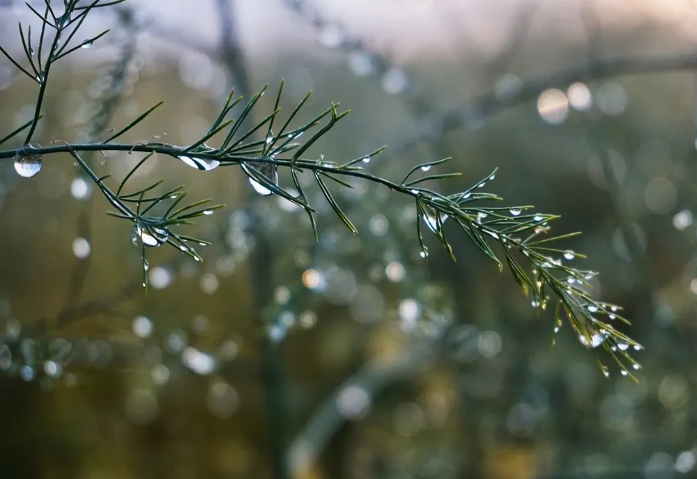 METEO: PLOI ȘI TEMPERATURI SCĂZUTE, PÂNĂ LA 1 IUNIE