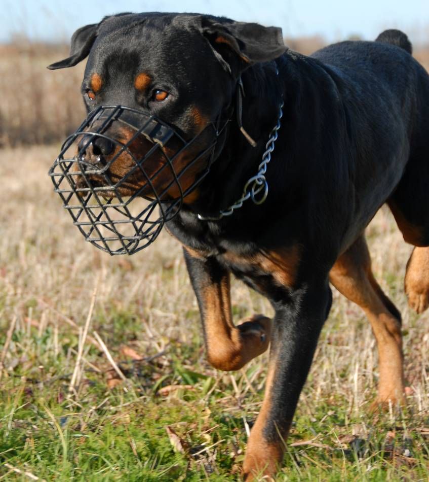 Politistii-au-trecut-la-identificarea-proprietarilor-de-caini-agresivi