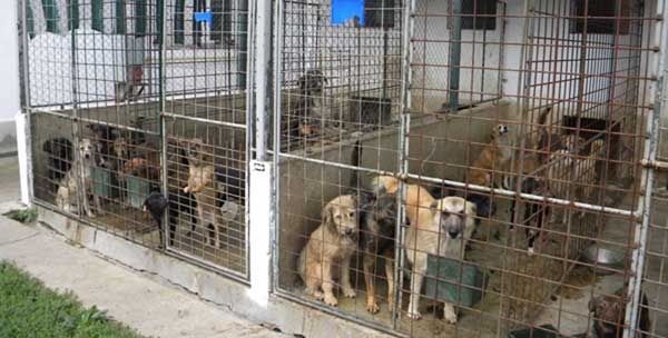 adapos-canin-saracesti