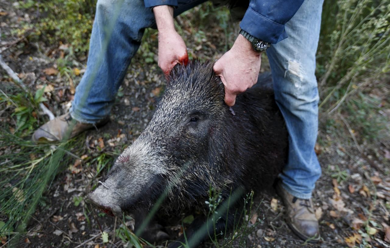 FILE PHOTO: Gaggi holds a dead wild boar during an hunt in Castell'Azzara, Tuscany
