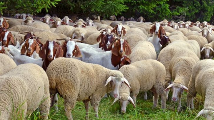 oi_si_capre_turma_arhiva_72596600