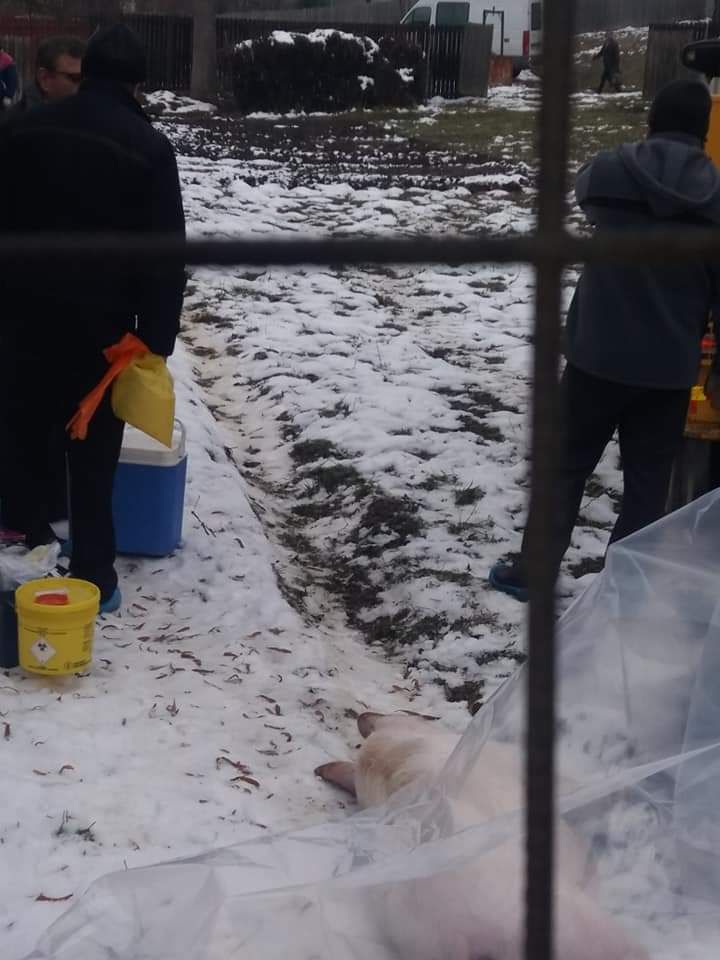 FB_IMG_1544268098290