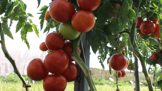 Rosii-romanesti-din-seminte-Agrosel-Hibridul-Alvaro