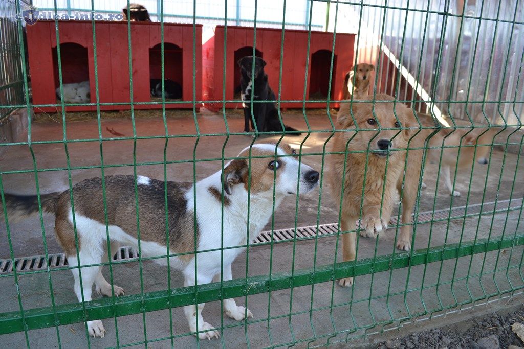 Adapost-caini-Codlea-4