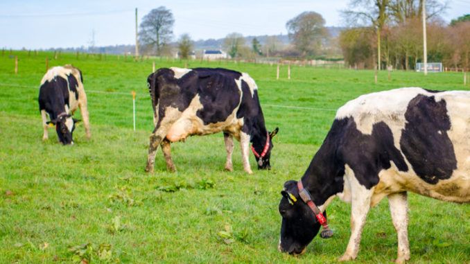 Subventia-APIA-2018-bovine-vaci-de-lapte