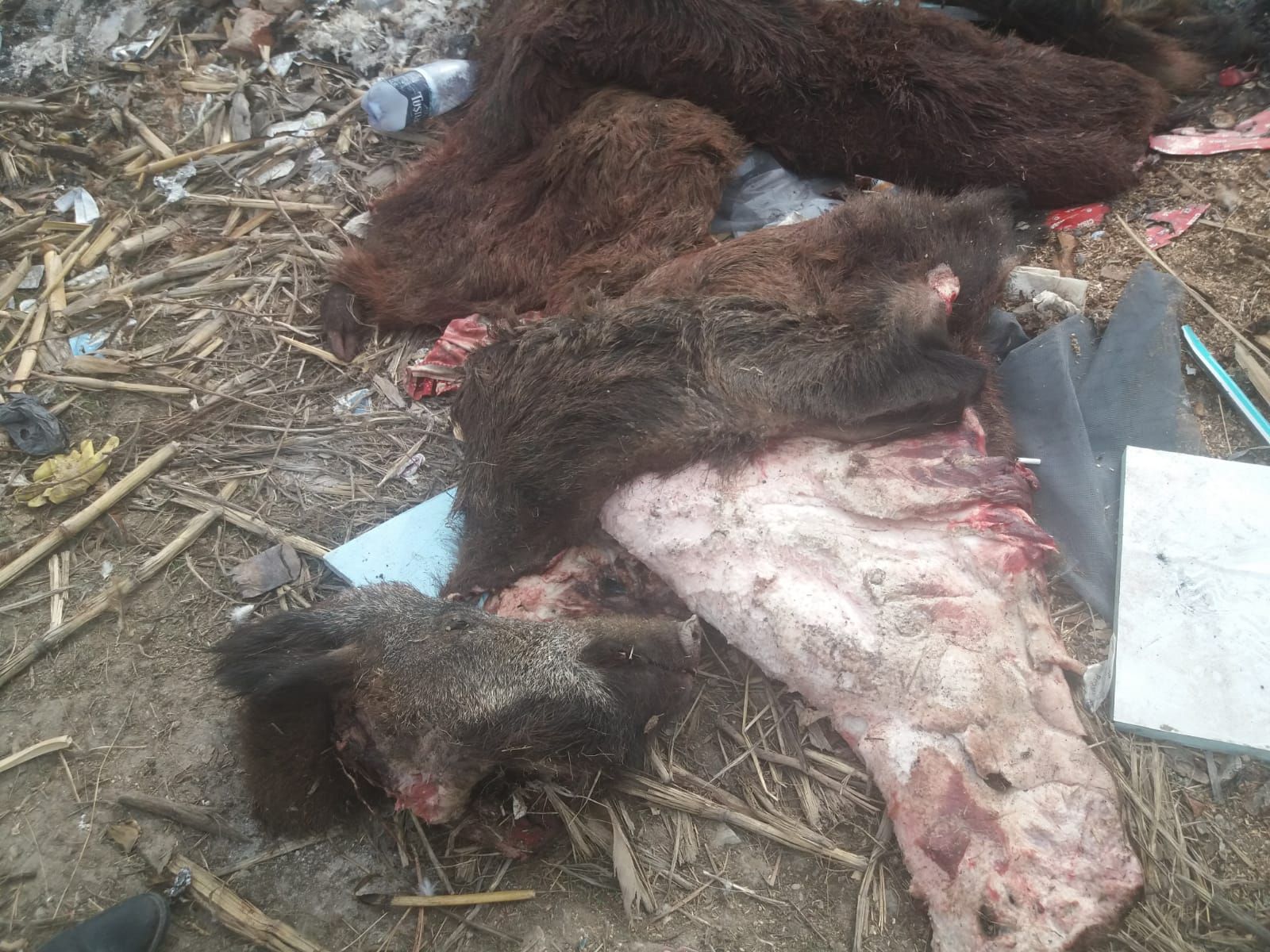 WhatsApp Image 2019-03-12 at 15.00.08