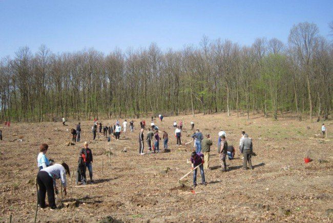 plantare-copaci-1-650x435