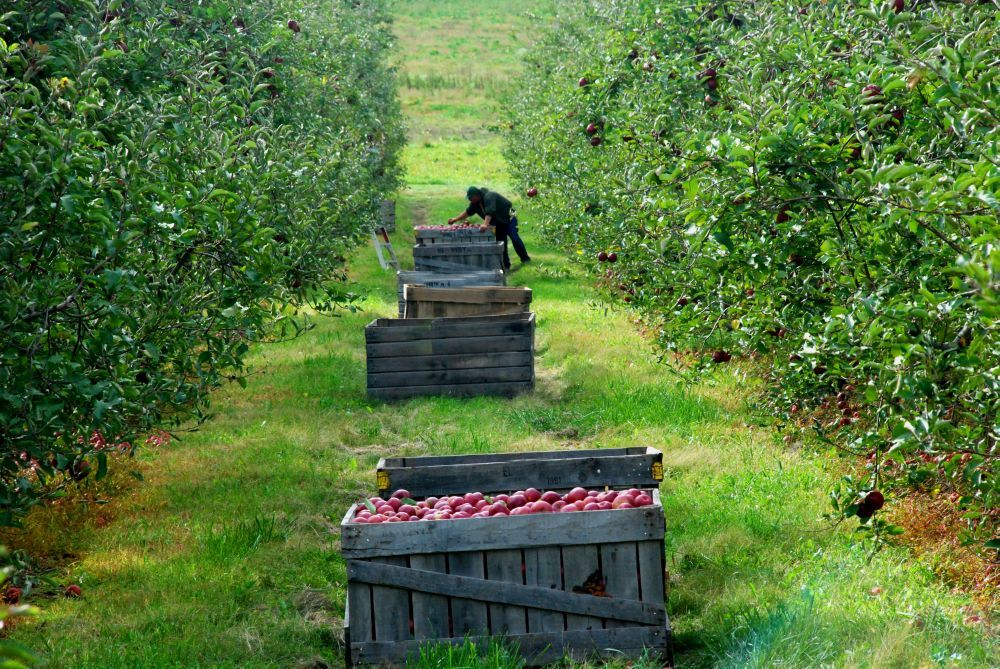 fonduri-europene-pentru-pomicultura