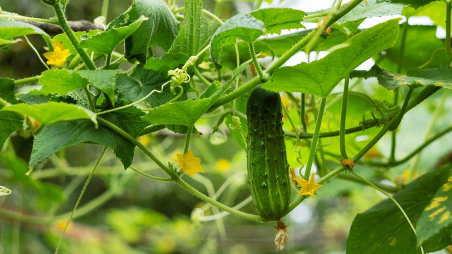 cultura-castraveti-1_1540x866