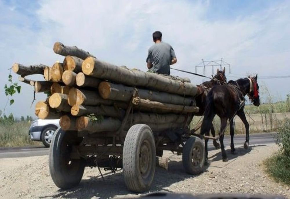 Prinşi cu căruţa plină de lemne furate