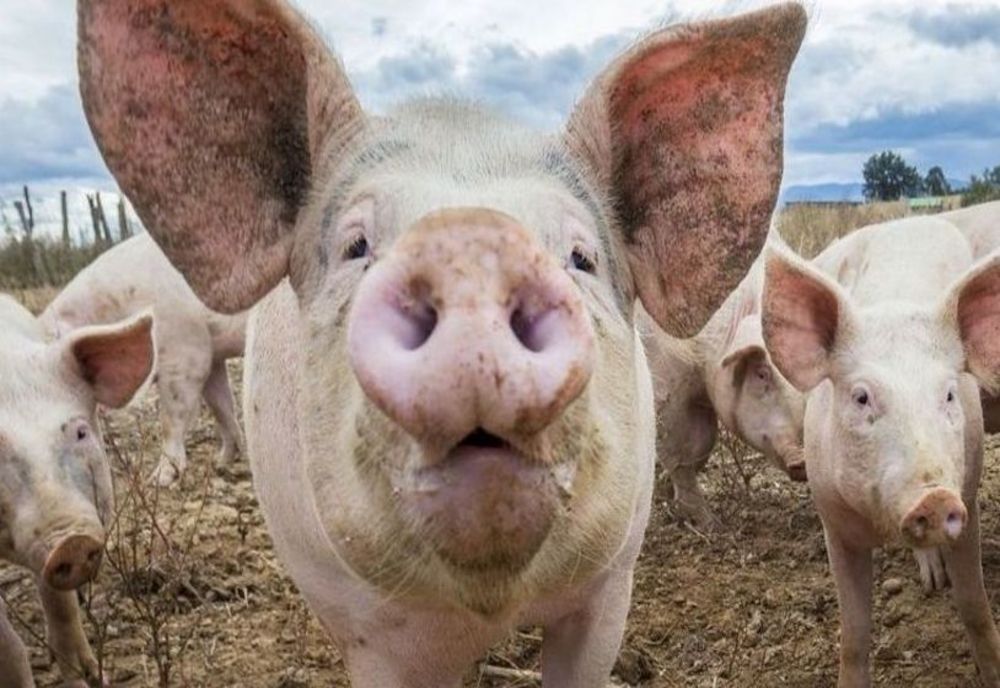 A fost confirmată existenţa unui nou focar de pestă porcină, în judeţul Olt