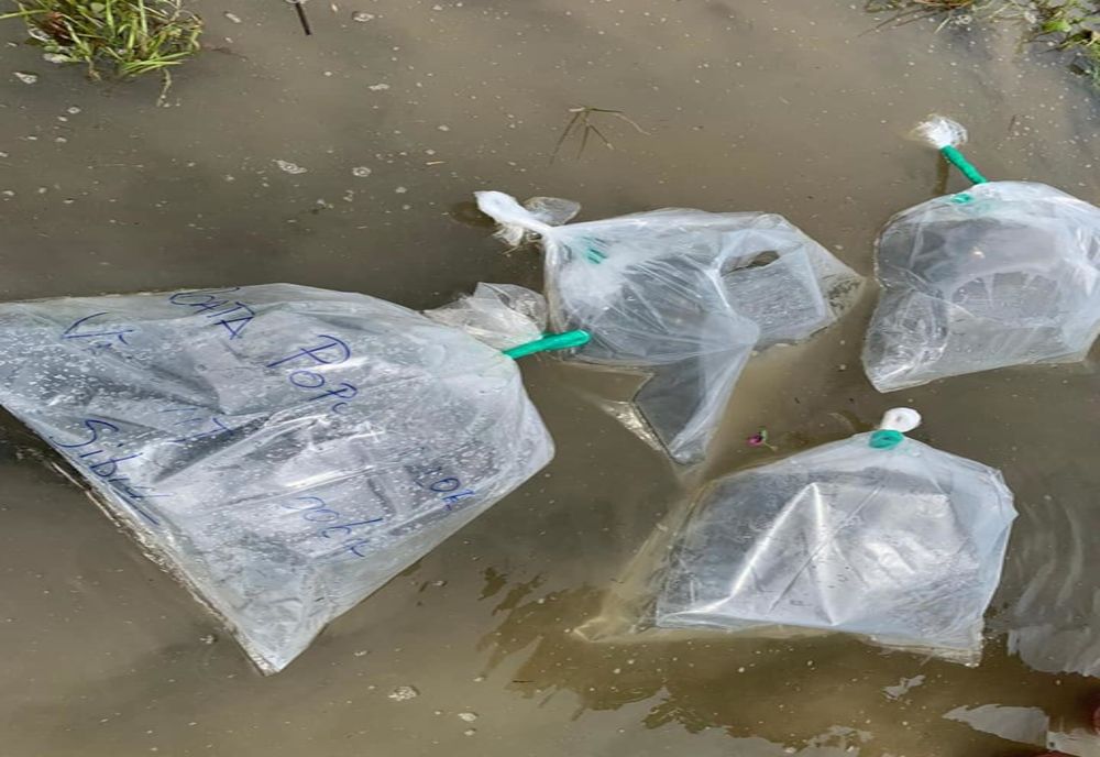 VIDEO | Oltul, repopulat cu văduviță