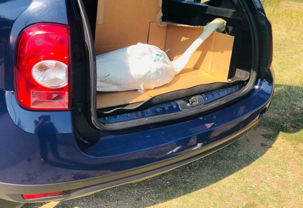 O lebădă a fost prinsă în plasele pescarilor de pe râul Olt. A fost salvată