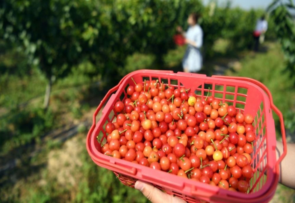 Prefectura Olt: nicio piață nu va fi închisă și vor funcționa după noile reguli