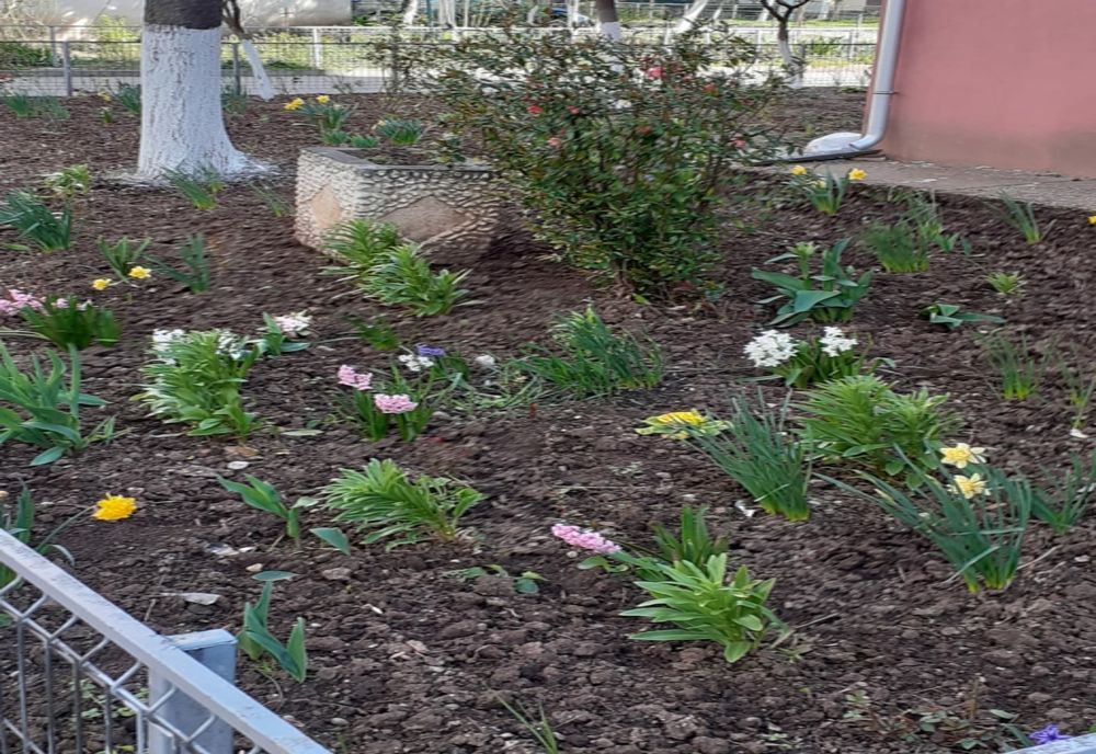 Apă gratuită pentru spaţiile verzi, la Caracal