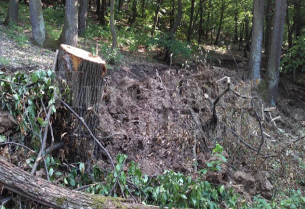 Olt: Pădurar pus de instanţă să plătească lemnul care s-a furat din pădurea pe care trebuia să o păzească