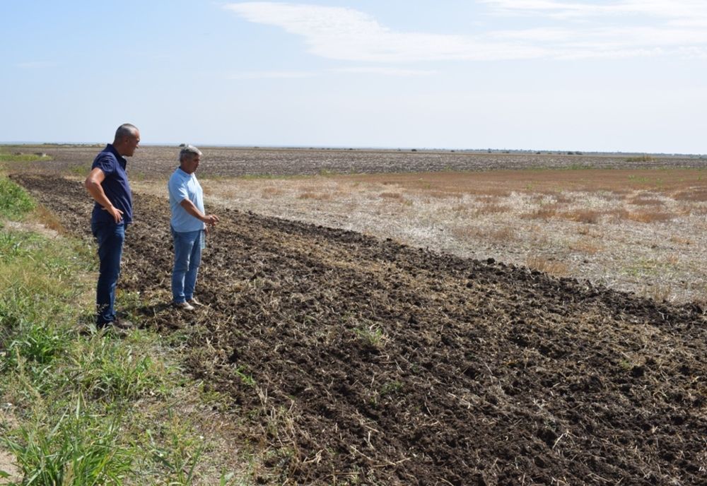 Fermierii din Olt care fac agricultură conservativă şi seamănă fără arătură (VIDEO)