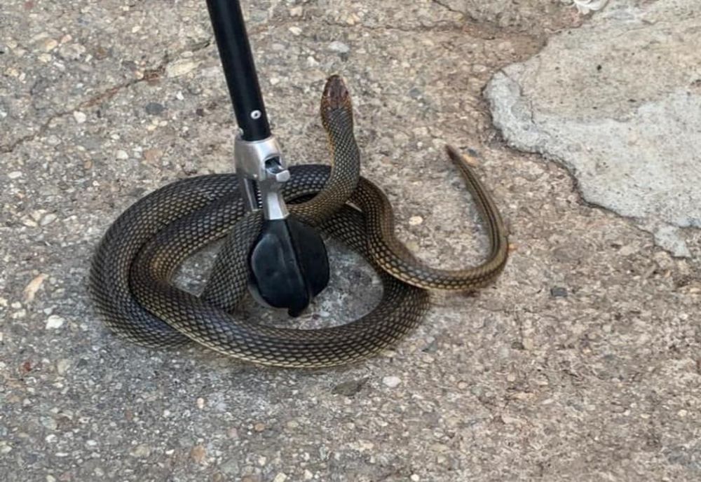Şarpe găsit într-o locuinţă din Slatina. Jandarmii au intervenit
