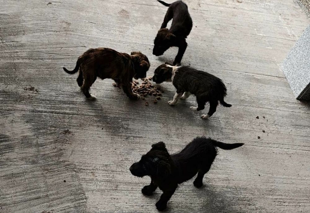 Un bărbat din Scorniceşti, amendă de 12.000 lei după ce a abandonat patru căţei