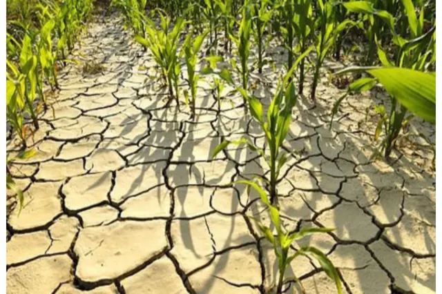 Pierderi în agricultură din cauza secetei severe și a temperaturilor extrem de ridicate