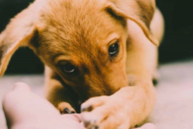 Cruzime fără margini în Olt. Doi indivizi sunt cercetaţi după ce au legat un câine de un copac și l-au lăsat să moară