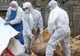 Focar de pestă porcină intr-o comuna din Olt. 13 porci sacrificati astazi
