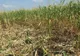 Mistreții fac prăpăd la Poboru. Agricultorii dau în judecată Ministerul Mediului
