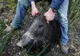 Un caz de pestă porcină, confirmat la granița județului Olt cu Teleorman