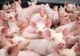 O nouă serie de verificări ale DSVSA Olt. Existenţa virusului pestei porcine, infirmată