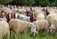 Simulare a veterinarilor olteni: Pestă a micilor rumegătoare la Cezieni