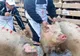 Noi focare de pestă porcină în Olt. Se ucid porcii dintr-o localitate din sudul județului