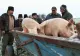 Localnicii din Rusănești, revoltați. Cer măsuri care să limiteze răspândirea pestei din Teleorman
