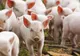 Anchetă în gospodăria asistentei veterinare din Osica de Sus. Trei porci eliminați, doi morți de pestă