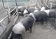 Sancțiune penală pentru cetățeanul din Rusănești care și-a ascuns porcii la stână. Veterinarii au mai găsit un animal cu pestă, îngropat