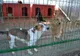 Primăria Caracal vrea să construiască un adăpost pentru câini
