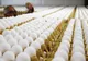 Fipronilul, prezent în continuare în ouăle produse la ferma din Scornicești. Ce se va întâmpla cu zecile de mii de păsări