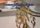 Judecătorii au luat o HOTĂRÂRE cu privire la traficanţii de cannabis din Caracal