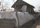 Pesta porcină de la Șerbănești, anchetată și de Poliție. Se iau în calcul două ipoteze