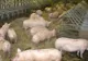 Rusănești: Se fac liste pentru achiziționarea de porci, după eradicarea pestei