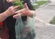 Slatina: Profesoară prinsă de poliţiştii locali furând flori din Parcul Tineretului