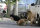 Adăpost de câini de peste 1,5 milioane lei, construit de primăria din Caracal