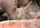 65 de focare de pestă porcină în județul Olt