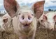 A fost confirmată existenţa unui nou focar de pestă porcină, în judeţul Olt