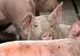 Pestă porcină africană, confirmată în încă două gospodării din Olt