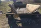 VIDEO. Căruţă plină cu peşte, depistată de jandarmi lângă râul Olt