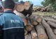 Transport ilegal de material lemnos din Argeş, depistat la Olt