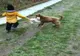 VIDEO. Pisică agresată de un copil şi un câine, într-o comună din Olt. O femeie a filmat şi a postat pe internet