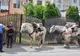 Rătăciți cu tot cu cai în drumul spre castelul Bran 