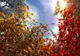 PROGNOZA METEO PÂNĂ ÎN PRIMA SĂPTĂMÂNĂ DIN DECEMBRIE, EMISĂ DE ANM