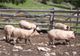 Fermierii din Rusănești care au ascuns porcii bolnavi, amendați și fără despăgubiri